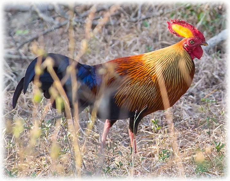 Sri Lankan junglefowl, Gallus lafayettii
