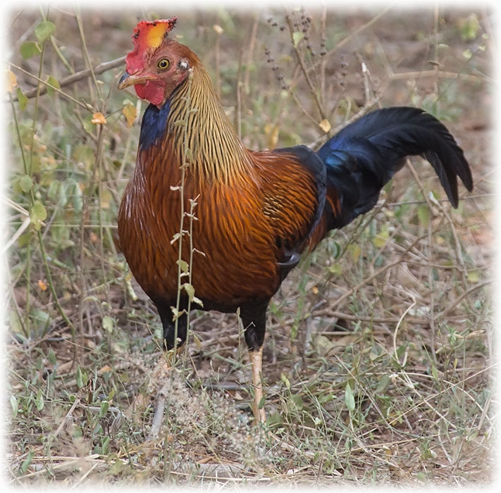 Sri Lankan junglefowl - Gallus lafayettii