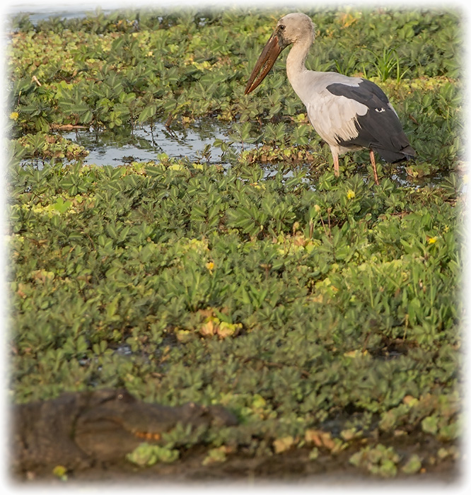 Asian Openbill Stork, Anastomus oscitans, นกปากห่าง