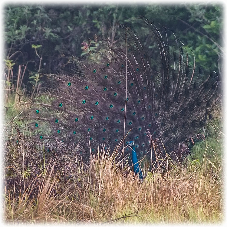 Indian Peafowl, मुजुर / मयुर, Pavo cristatus