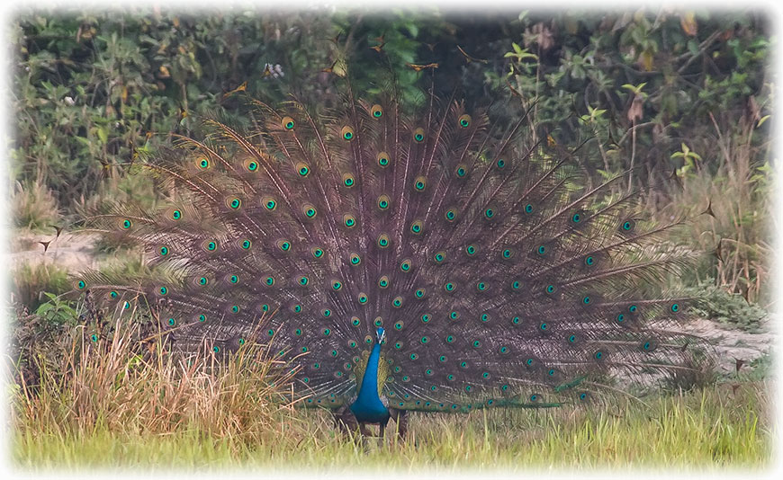 Indian Peafowl, मुजुर / मयुर, Pavo cristatus