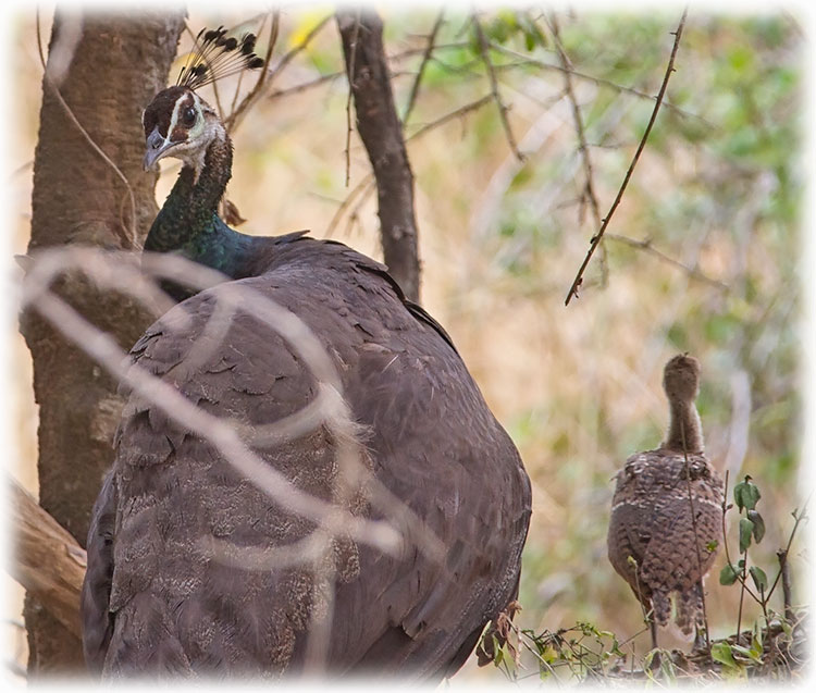 Indian peafowl or blue peafowl, Pavo cristatus