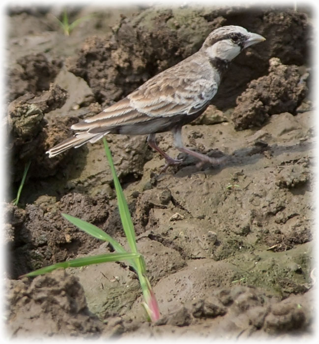 Ashy-crowned Sparrow-lark - Eremopterix griseus