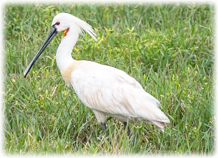 Eurasian Spoonbill or Common Spoonbill, Platalea leucorodia