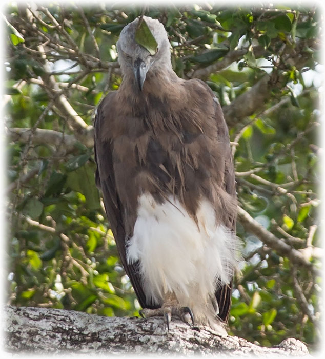 Grey-headed Fish Eagle, Haliaeetus ichthyaetus