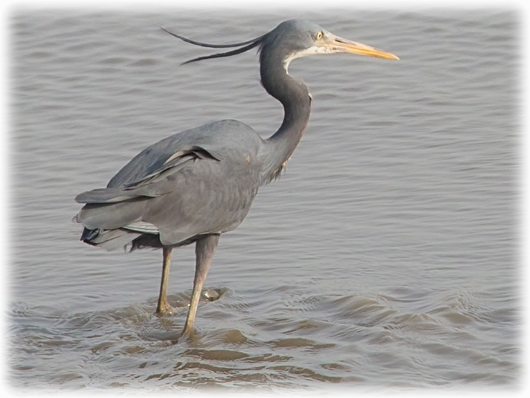 Western Reef Heron - Egretta gularis