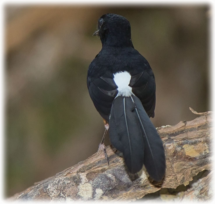 White-rumped shama - Copsychus malabaricus