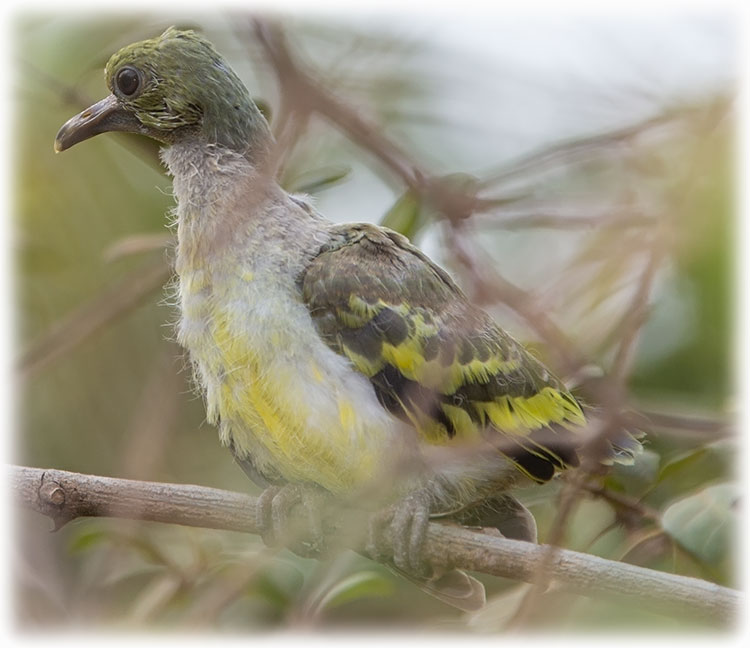 Orange-breasted Green Pigeon, Treron bicinctus