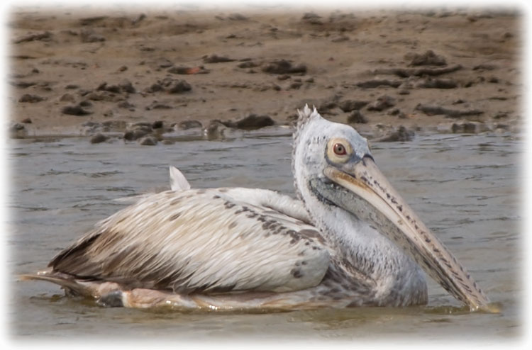 Spot-billed pelican or grey pelican, Pelecanus philippensis