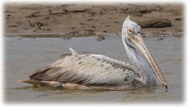 Spot-billed pelican or grey pelican, Pelecanus philippensis