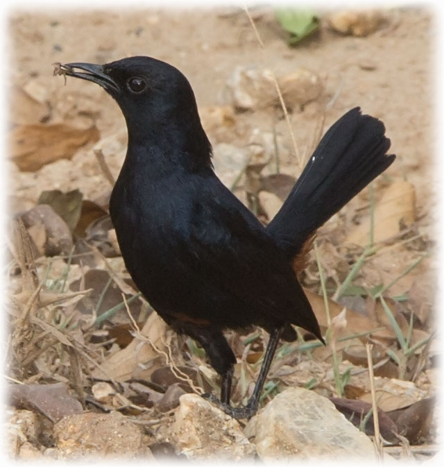 Indian Robin , Copsychus fulicatus