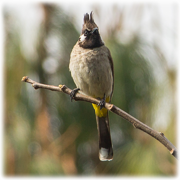 Himalayan Bulbul, White-cheeked Bulbul, जुल्फे जुरेली, Pycnonotus leucogenys