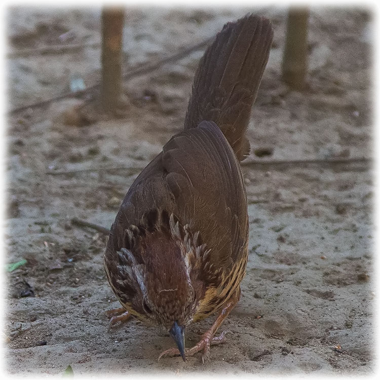 Puff-throated Babbler, Spotted Babbler, थोप्ले भ्याकुर, Pellorneum ruficeps, นกจาบดินอกลาย