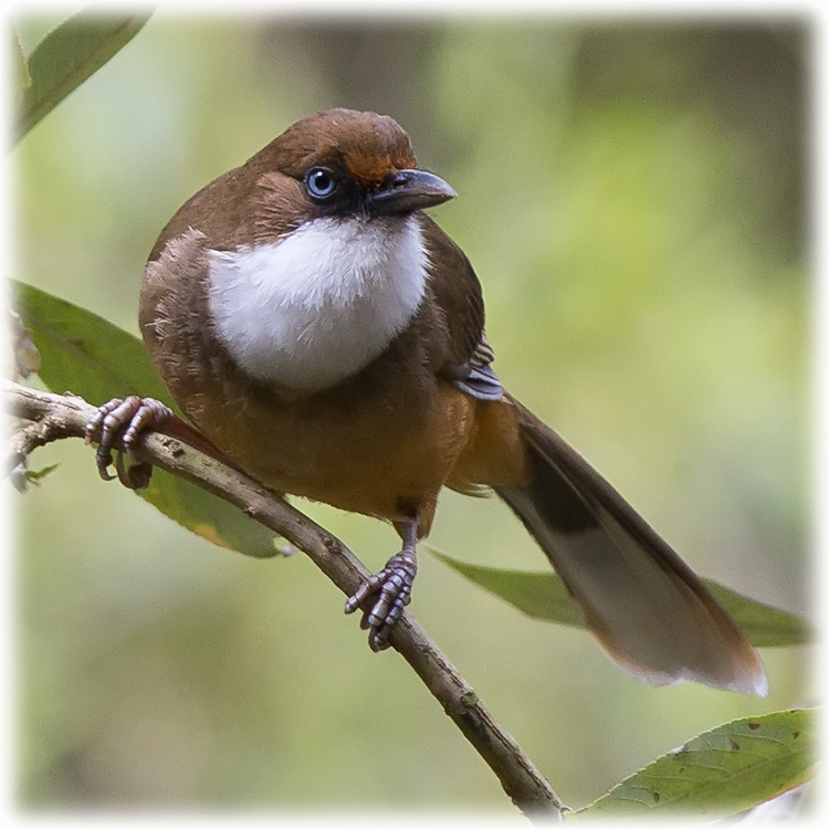 White-throated Laughingthrush, सोइरने तोरीगाँडा, Garrulax albogularis