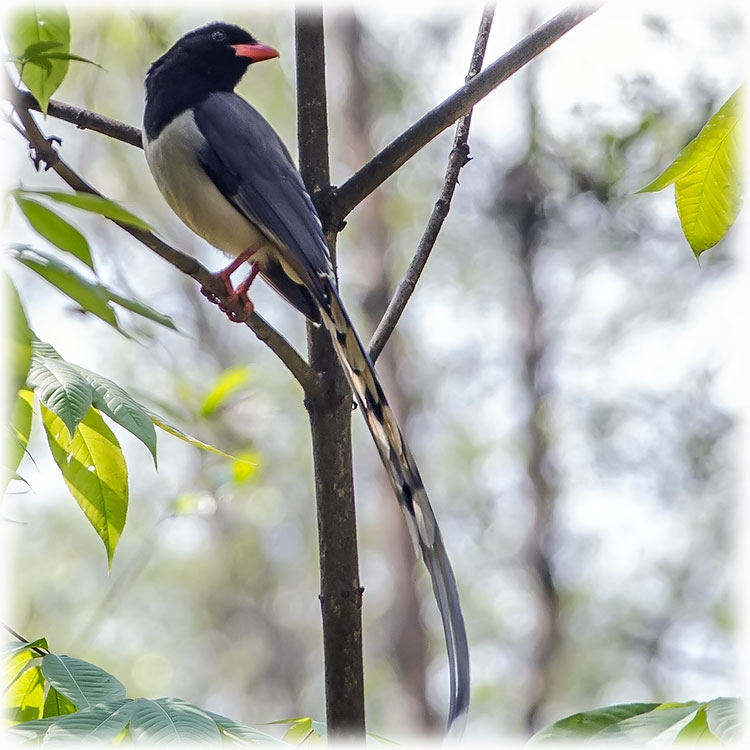 Red-billed Blue Magpie, स्यालपोथरी लामपुच्छ्रे, Urocissa erythrorhynch