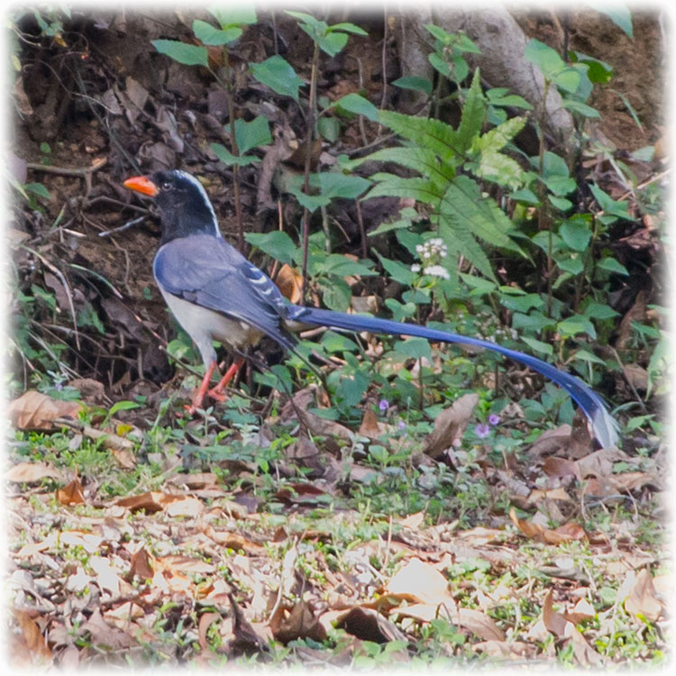 Red-billed Blue Magpie, स्यालपोथरी लामपुच्छ्रे, Urocissa erythrorhynch