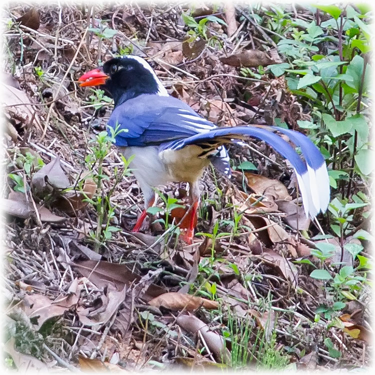 Red-billed Blue Magpie, स्यालपोथरी लामपुच्छ्रे, Urocissa erythrorhynch