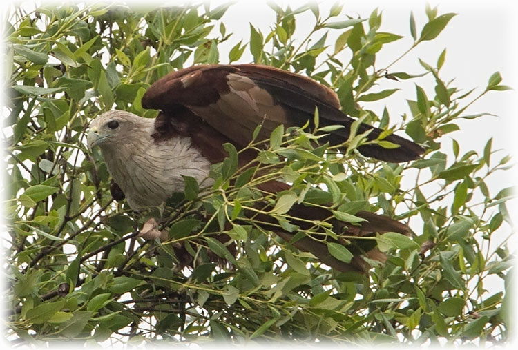 Brahminy kite, Haliastur indus, เหยี่ยวแดง