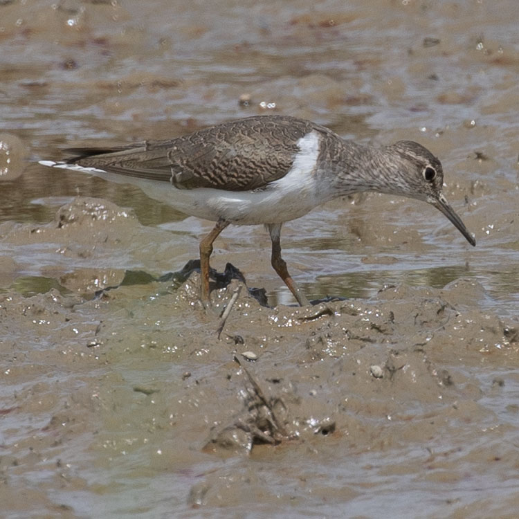 Common Sandpiper, Actitis hypoleucos, Drillsnäppa, イソシギ, นกเด้าดิน