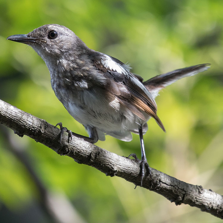 Oriental Magpie Robin, Copsychus saularis, นกกางเขนบ้าน