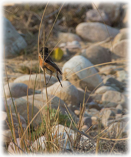 Siberian stonechat, Saxicola maurus