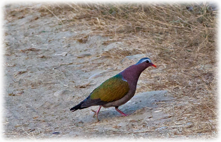 Common Emerald Dove, Asian Emerald Dove, Grey-capped Emerald Dove, Chalcophaps indica, นกเขาเขียว