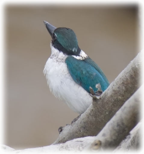 Collared Kingfisher, Todiramphus chloris, นกกินเปี้ยว, White-collared Kingfisher, Mangrove Kingfisher