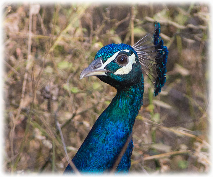 Indian Peafowl, मुजुर / मयुर, Pavo cristatus