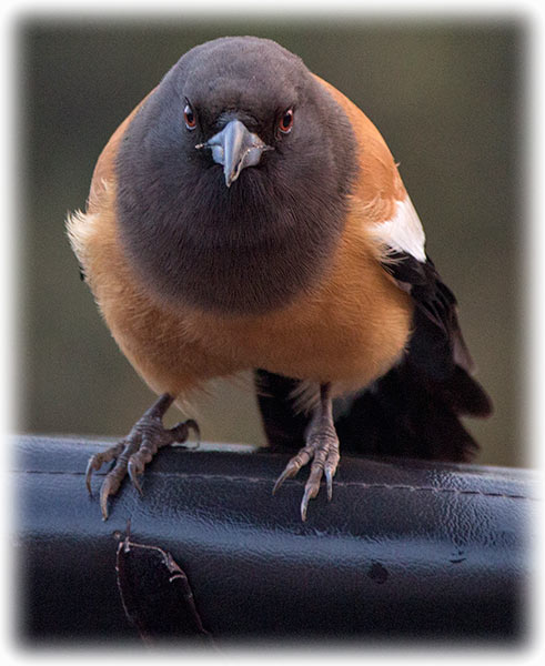 Rufous treepie, Dendrocitta vagabunda