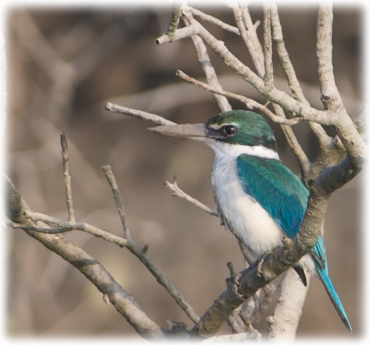 Collared Kingfisher, Todiramphus chloris, นกกินเปี้ยว, White-collared Kingfisher, Mangrove Kingfisher