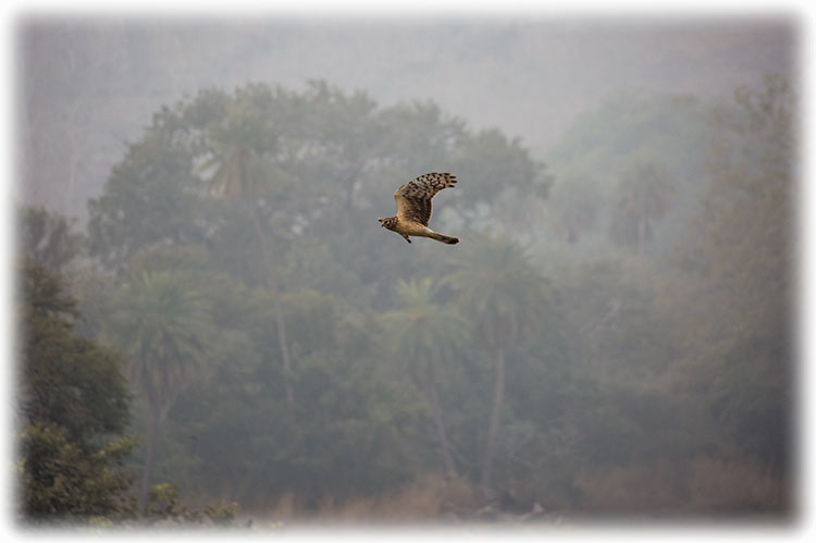 Hen Harrier, Circus cyaneus