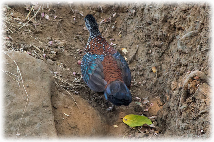 Painted Spurfowl, Galloperdix lunulata