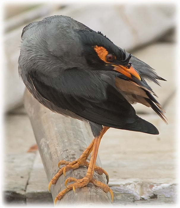 Bank myna, Acridotheres ginginianus