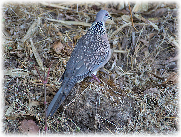 Spotted Dove, Spilopelia chinensis