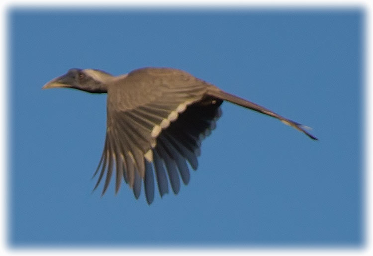 Indian Grey Hornbill, Ocyceros birostris