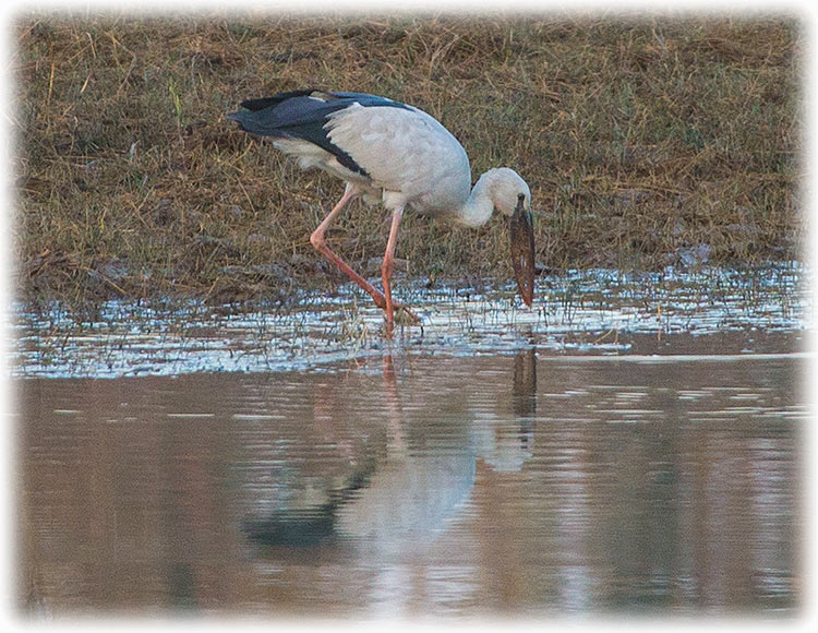 Asian Openbill Stork, Anastomus oscitans