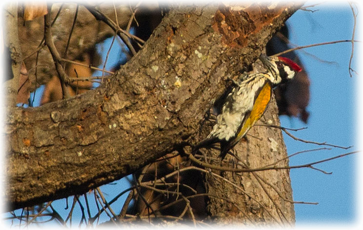 Greater flameback, Greater Goldenback, Large Golden-backed Woodpecker or Malherbe's Golden-backed Woodpecker, Chrysocolaptes guttacristatus