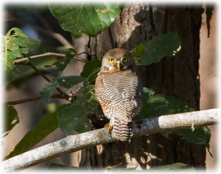 Jungle Owlet, Barred Jungle Owlet, Glaucidium radiatum