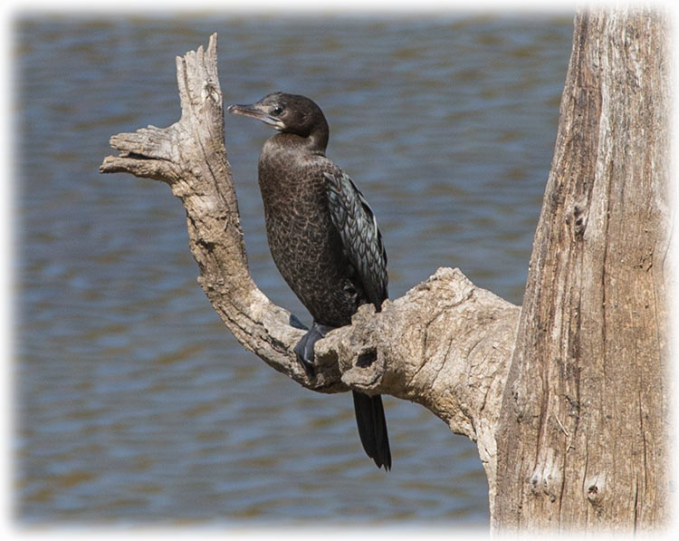 Little Cormorant, Microcarbo niger, นกกาน้ำเล็ก