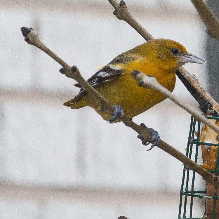 Baltimore Oriole, Icterus galbula, Baltimoretrupial