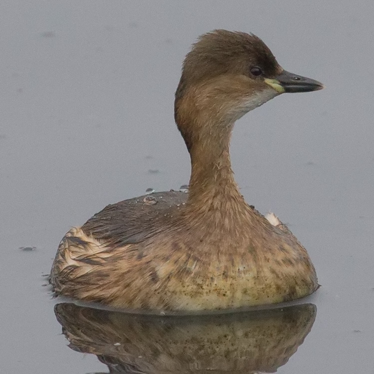 Little Grebe, Tachybaptus ruficollis, Smådopping, นกเป็ดผีเล็ก