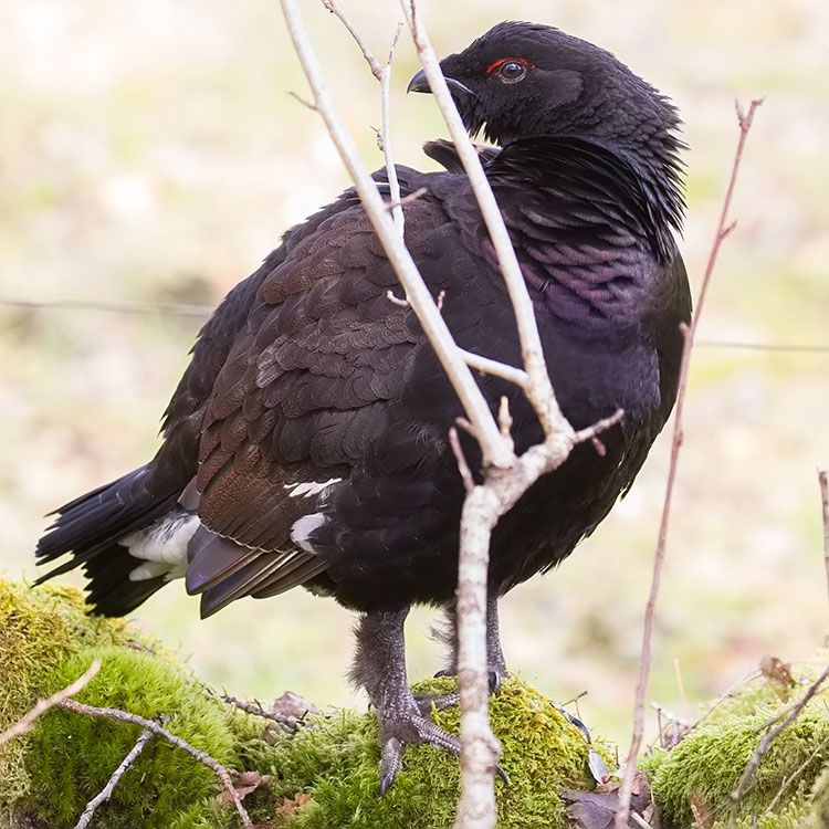 Rackelhahn, Rackelwild, Rackelhane, Western Capercaillie x Black Grouse (hybrid)