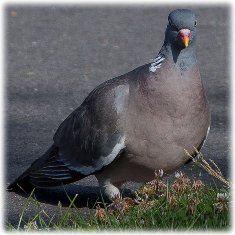 Common Wood Pigeon, Columba palumbus, Ringduva