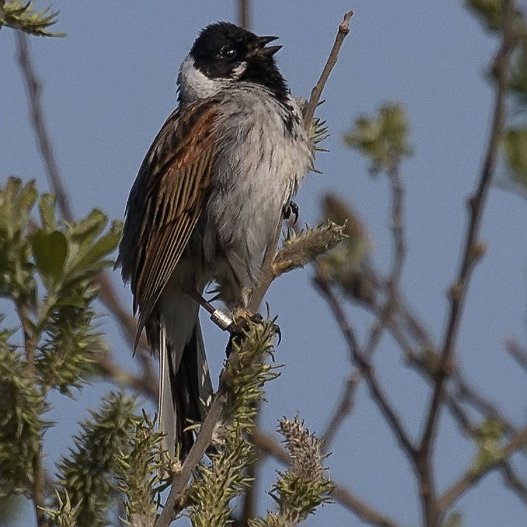 Common Reed Bunting, Emberiza schoeniclus, Sävsparv