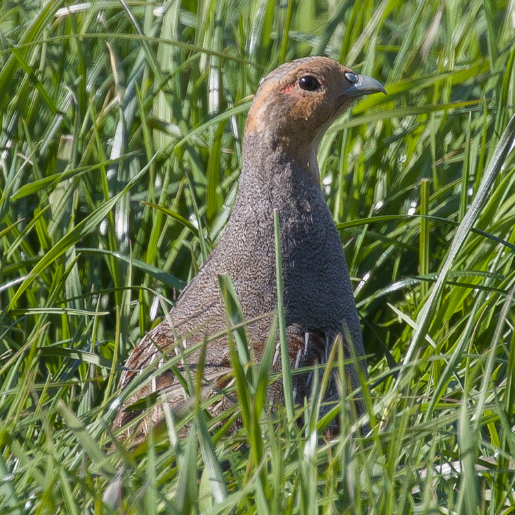 Grey Partridge, Perdix perdix, Rapphöna