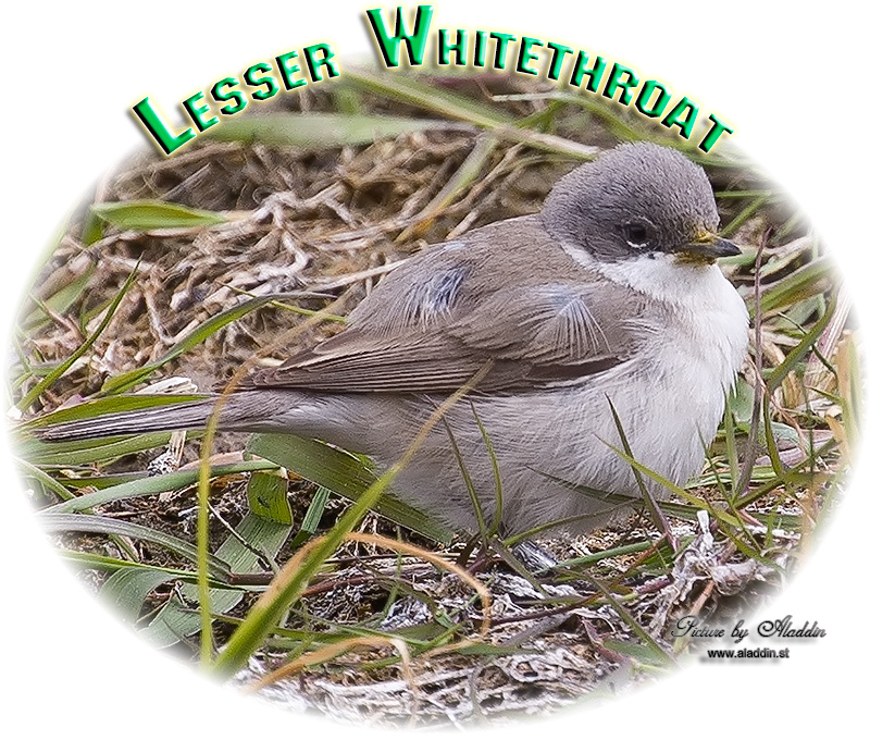 Lesser Whitethroat, Sylvia curruca, Ärtsångare