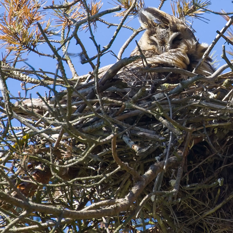 Long-eared Owl, Asio otus, Hornuggla