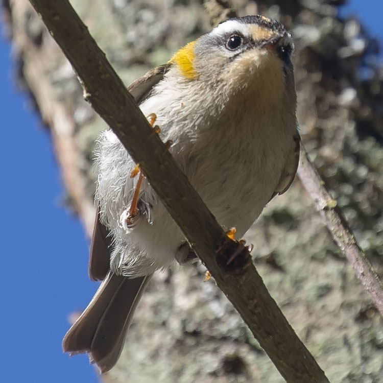 Common Firecrest, Firecrest, Regulus ignicapilla, Brandkronad kungsfågel