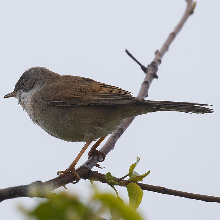 Common Whitethroat, Sylvia communis, Törnsångare