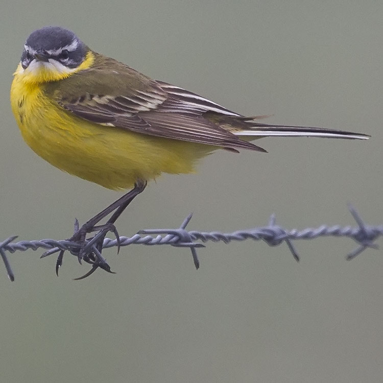 Western Yellow Wagtail, Motacilla flava, Gulärla